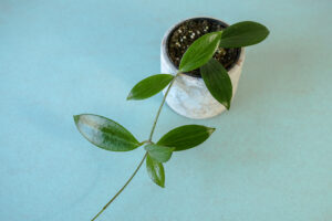 hoya nicholsoniae