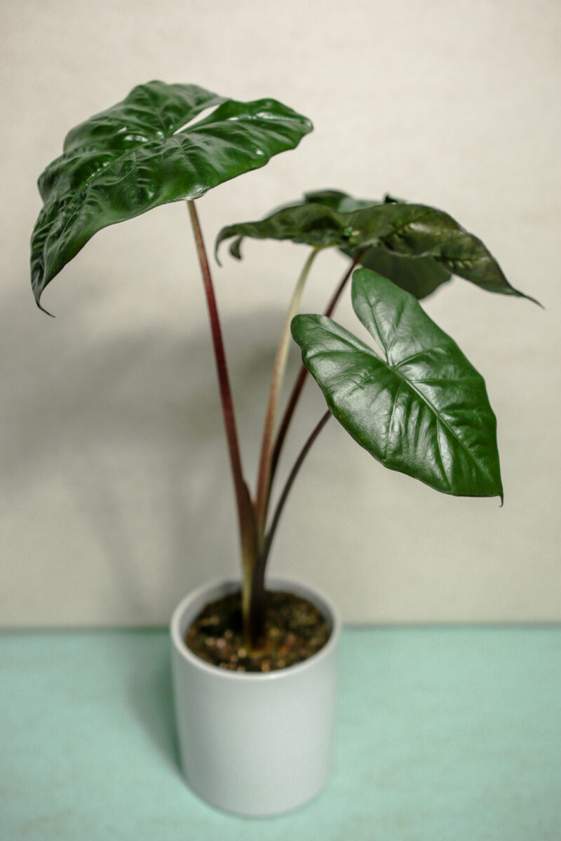 alocasia yucatan princess alocasia yucatan princess