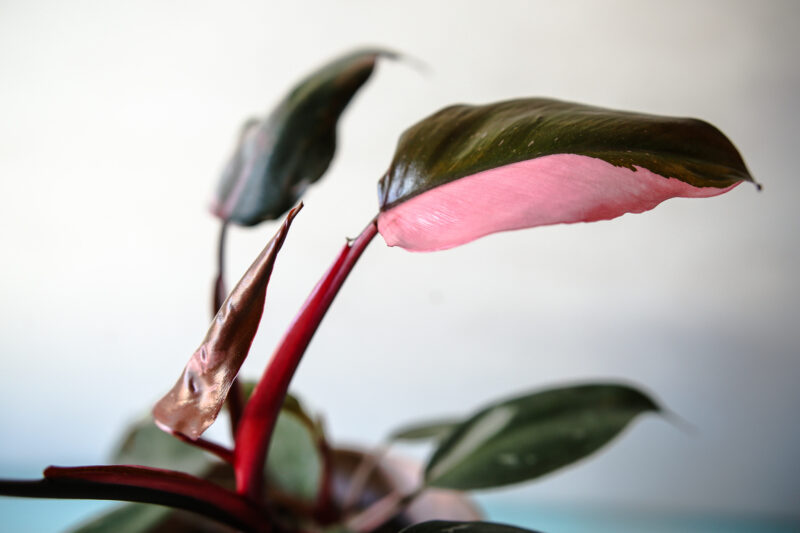 Philodendron Pink Princess rozmiar M Philodendron Pink Princess rozmiar M