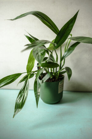 Epipremnum amplissimum