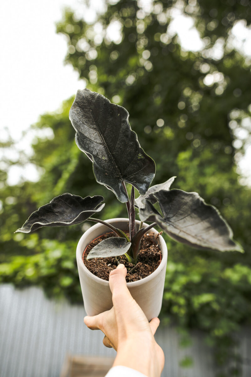 Alocasia Antoro Velvet Alocasia Antoro Velvet