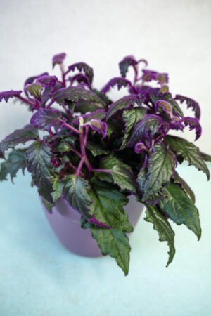 Gynura Aurantiaca