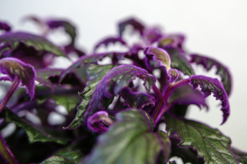 Gynura Aurantiaca