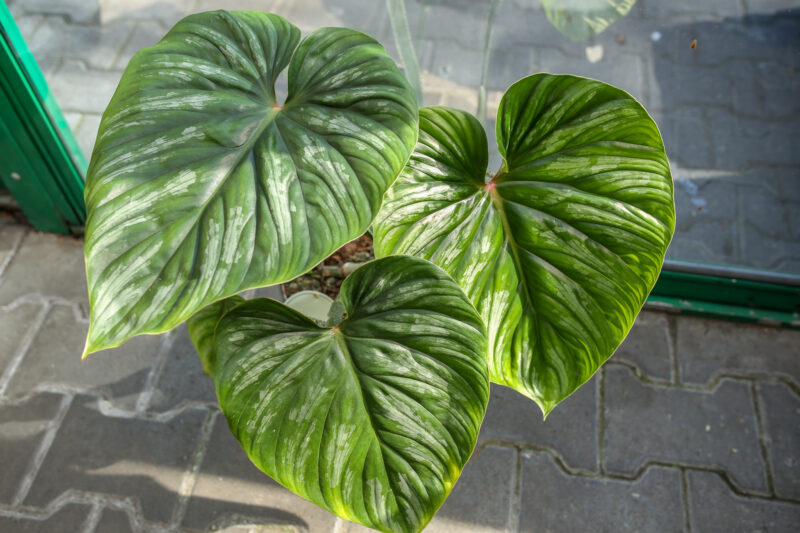 Philodendron Plowmanii Philodendron Plowmanii