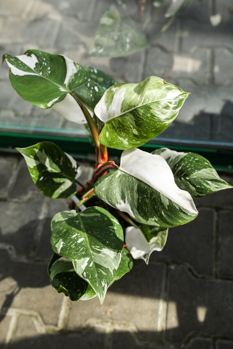 Philodendron White Princess Philodendron White Princess