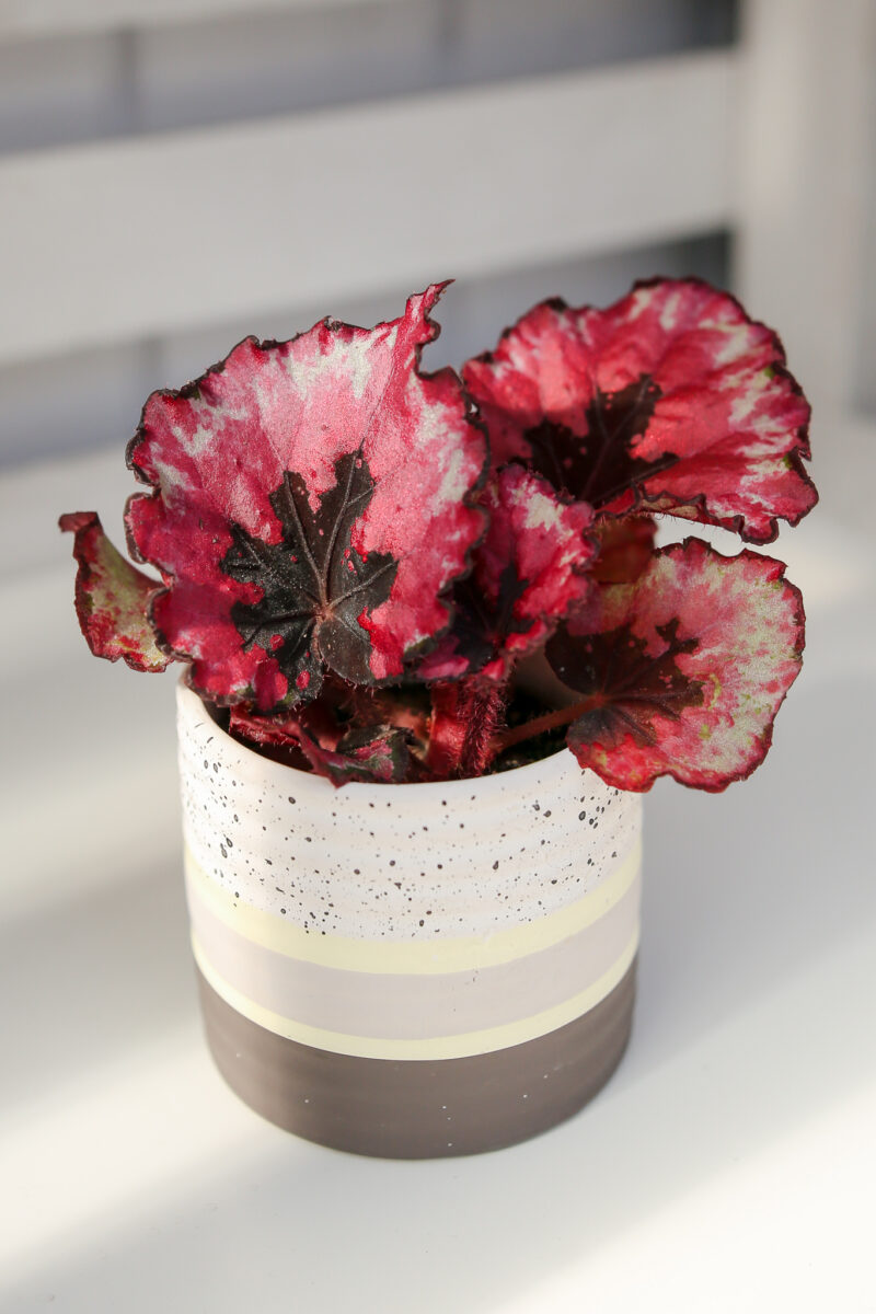 Begonia REX Red Heart Begonia REX Red Heart