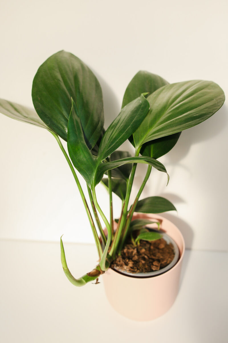 Rhaphidophora decursiva Rhaphidophora decursiva