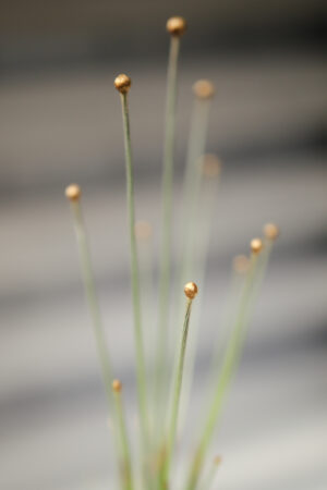 Mikado Gold