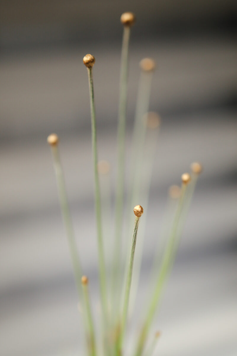 Mikado Gold