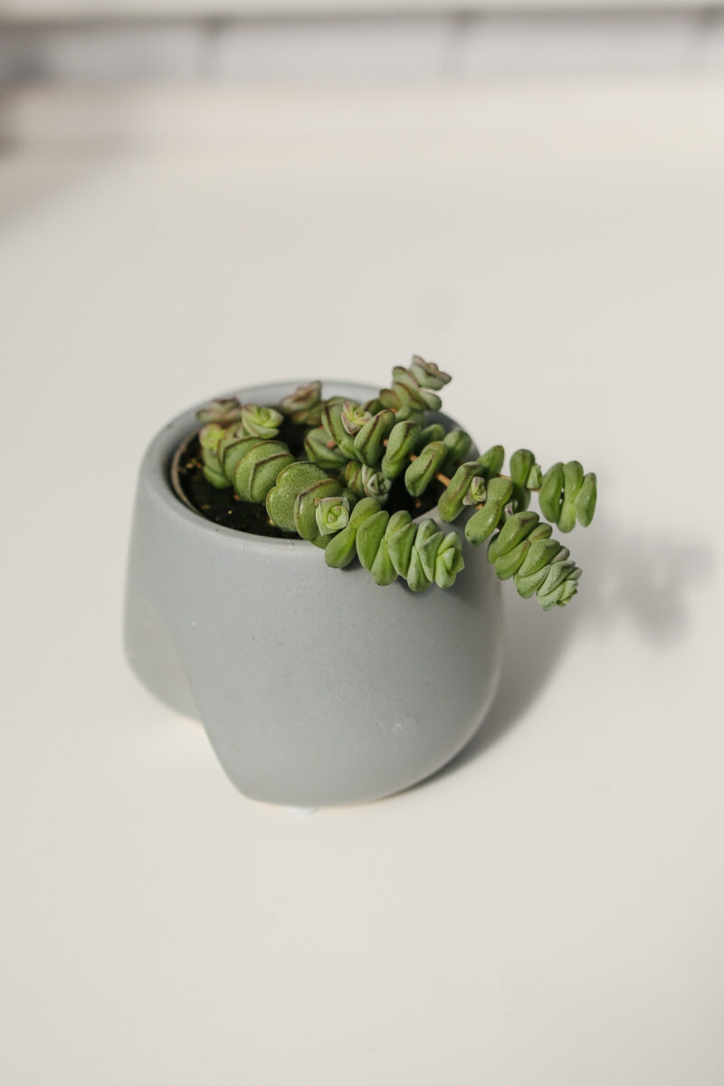 Crassula marnieriana Crassula marnieriana