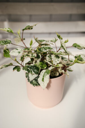 Hibiskus Variegata