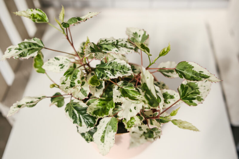 Hibiskus Variegata