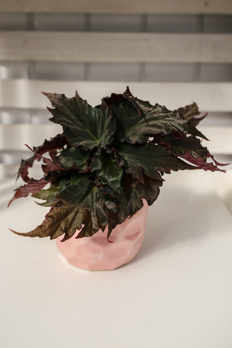 Begonia Royal Velour