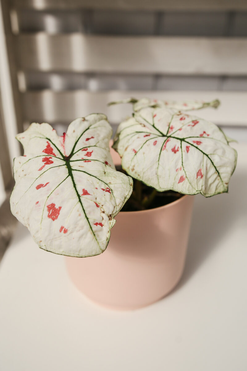 Caladium strawberry star Caladium strawberry star