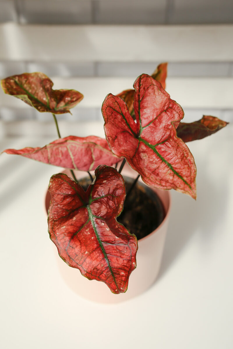 Caladium ‘Valentina’ Caladium ‘Valentina’