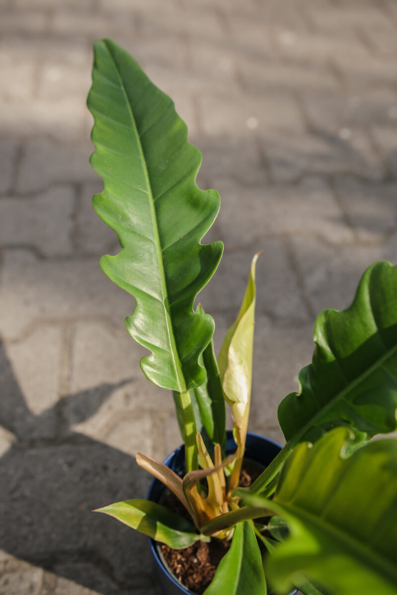 Philodendron Narrow Philodendron Narrow