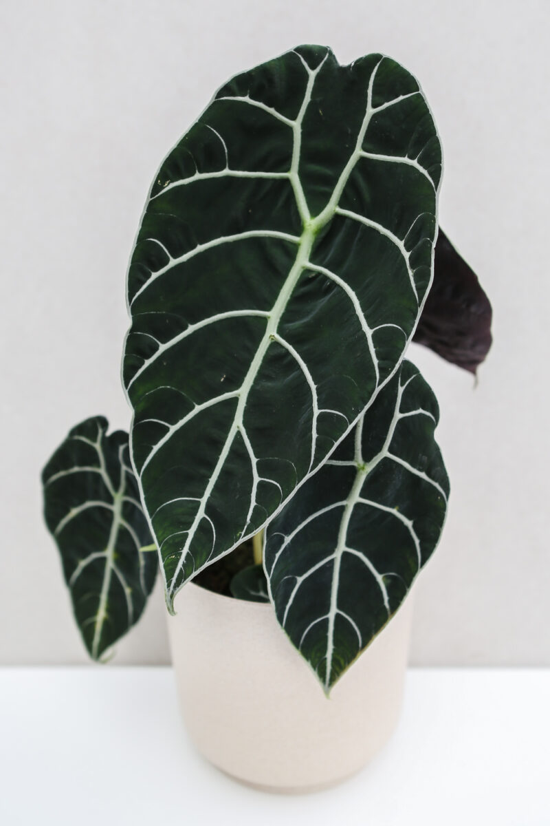 Alocasia Watsoniana Alocasia Watsoniana