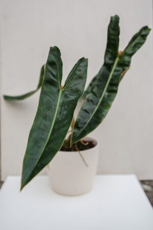 Philodendron Billietiae