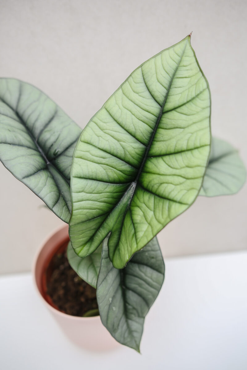 Alocasia Platinum Alocasia Platinum