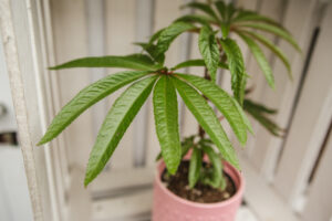 Begonia Luxurians