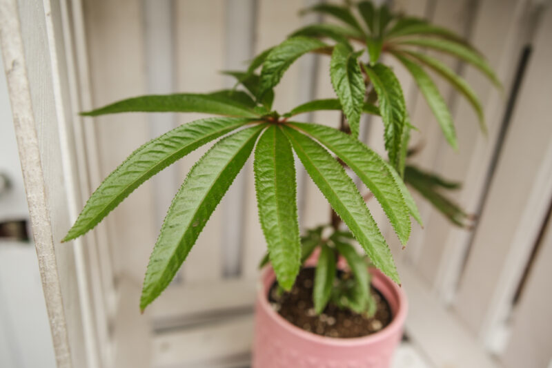 Begonia Luxurians