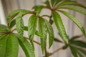 Begonia Luxurians