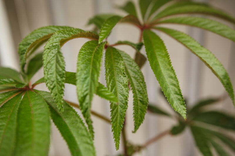 Begonia Luxurians
