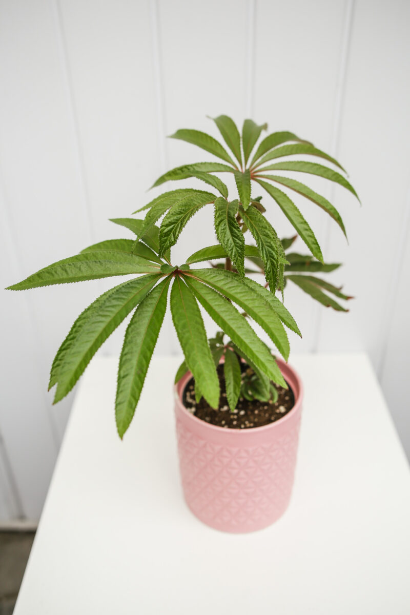 Begonia Luxurians