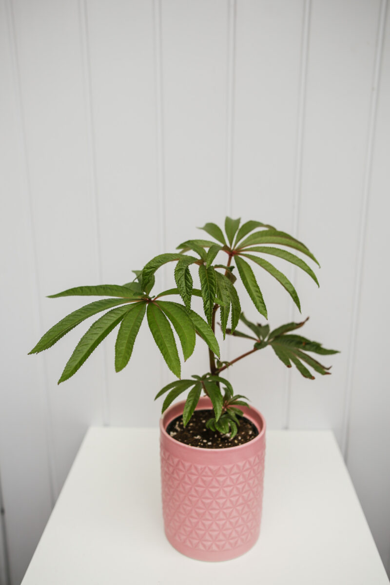 Begonia Luxurians