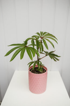 Begonia Luxurians