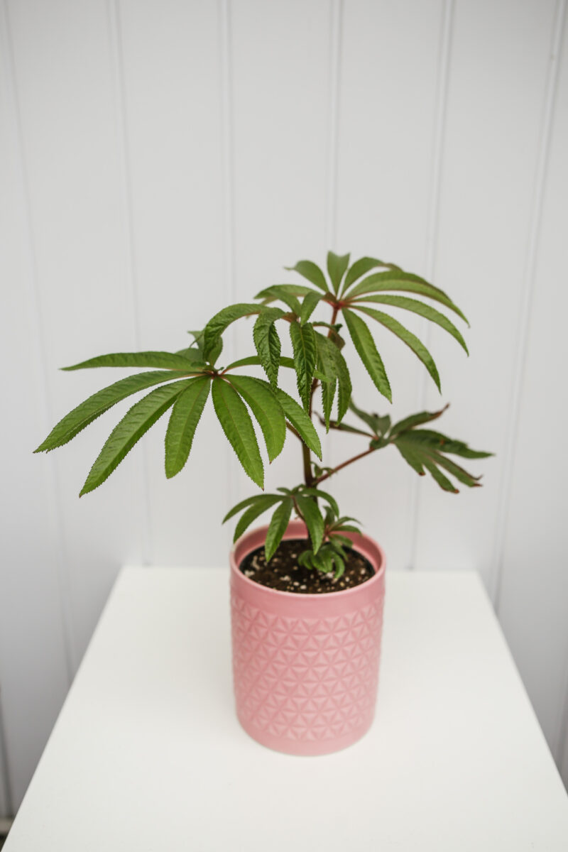 Begonia Luxurians
