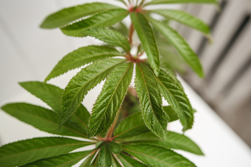 Begonia Luxurians