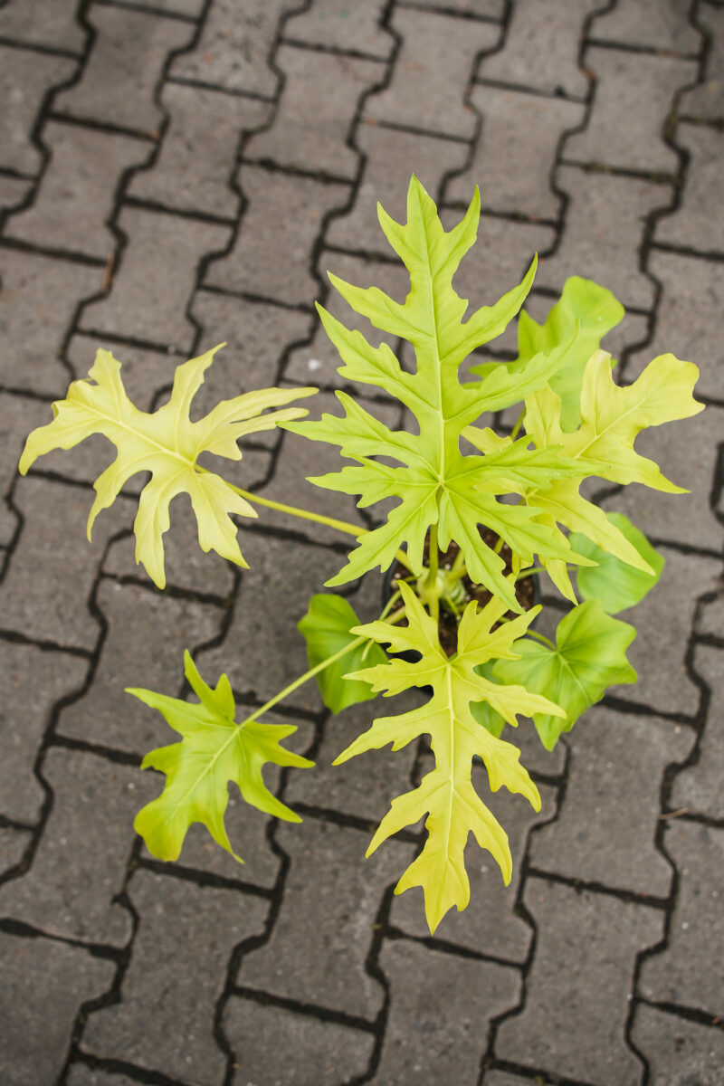 Philodendron warscewiczii ‘Aurea’ Philodendron warscewiczii ‘Aurea’