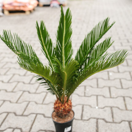 Sagowiec Cycas Revoluta