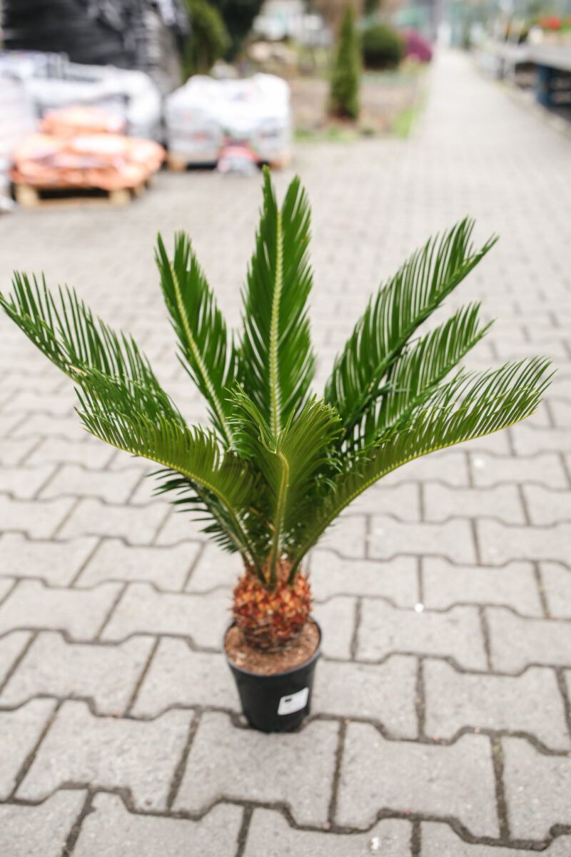 Sagowiec Cycas Revoluta Sagowiec Cycas Revoluta