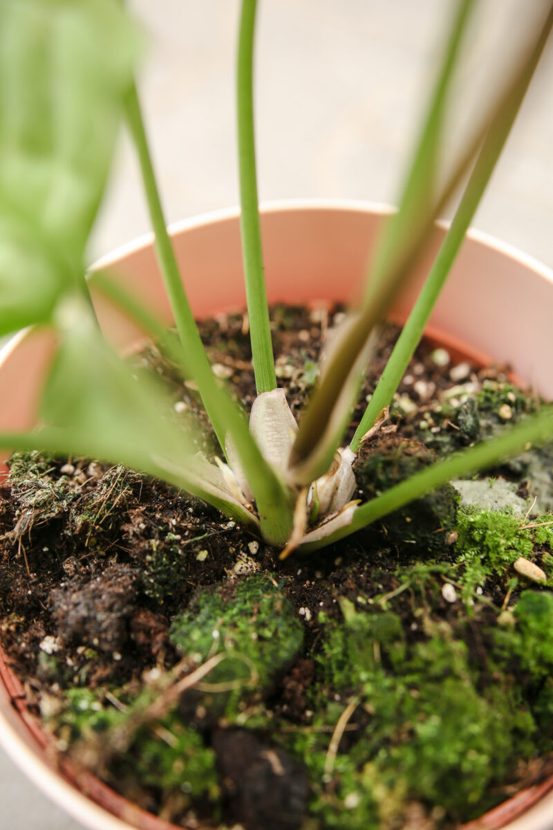 Syngonium Pink Spot