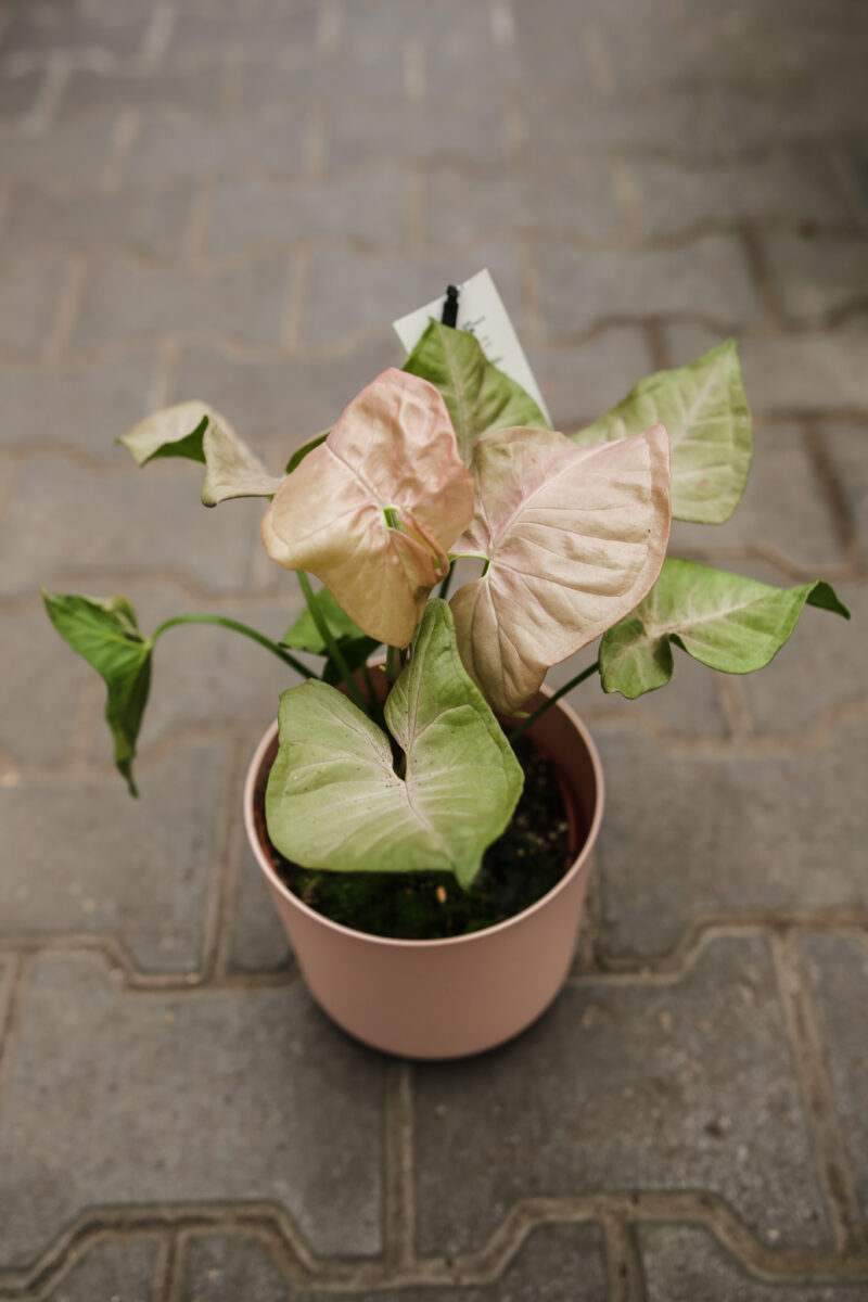 Syngonium Pink Spot Syngonium Pink Spot