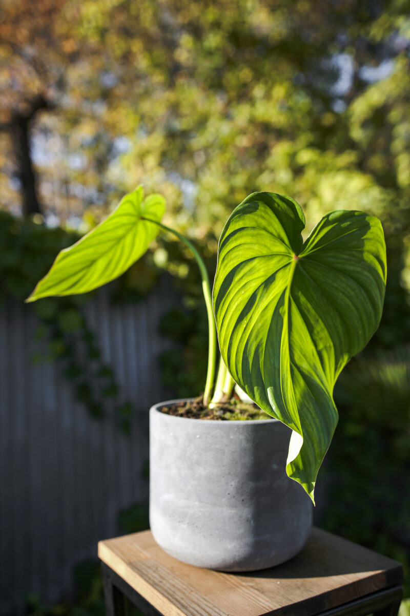 Philodendron Pastazanum