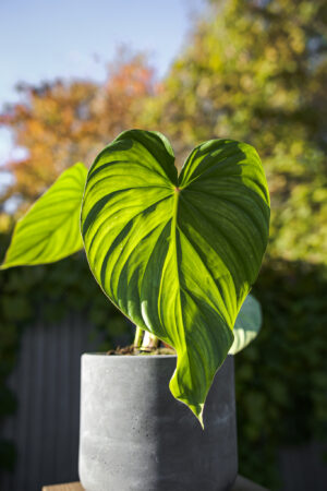 Philodendron Pastazanum
