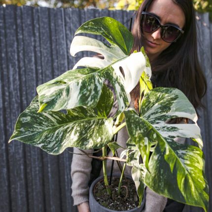 Monstera Variegata