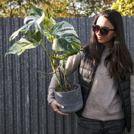 Monstera Variegata