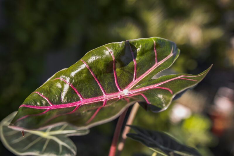 Alocasia Longiloba Purple Princess Alocasia Longiloba Purple Princess