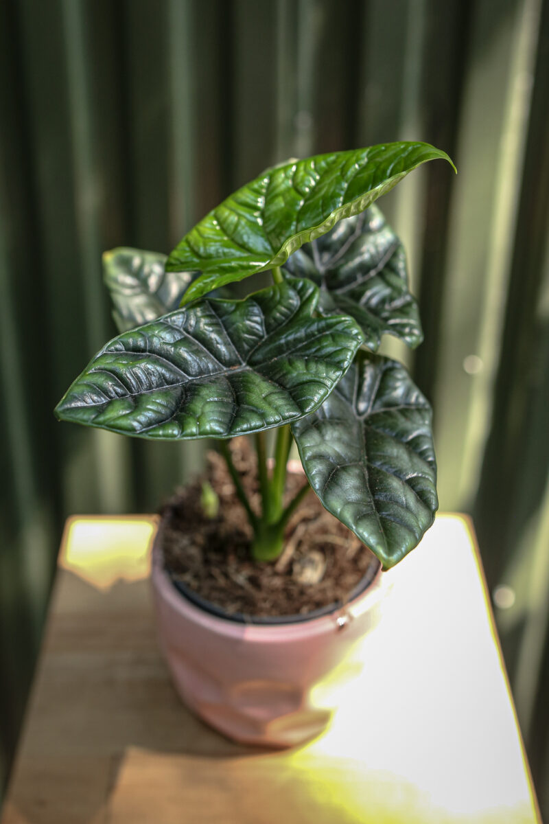 Alocasia Sinuata Alocasia Sinuata