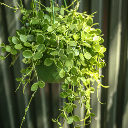 Dischidia nummularia