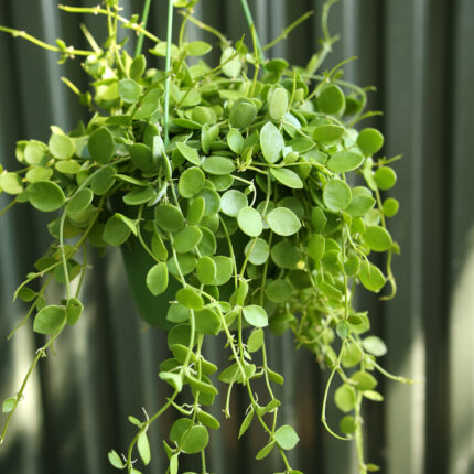 Dischidia nummularia