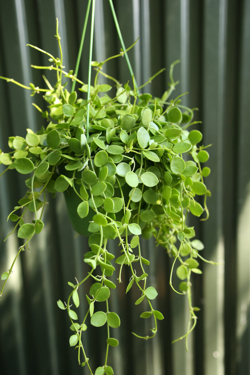 Dischidia nummularia Dischidia nummularia