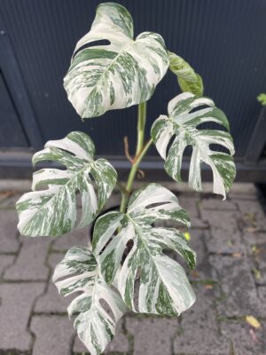 Monstera Variegata 9