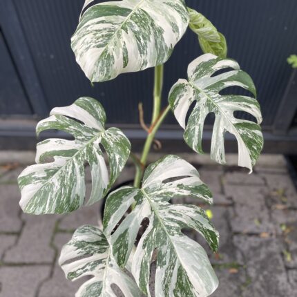 Monstera Variegata 9