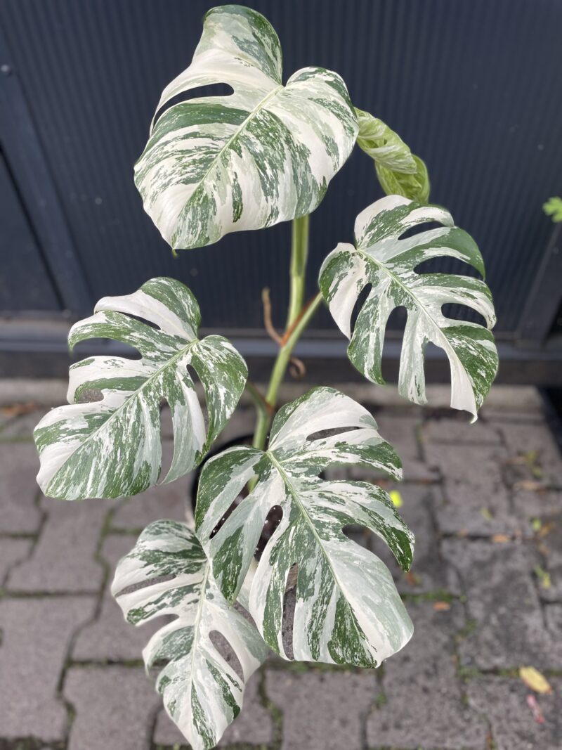 Monstera Variegata 9