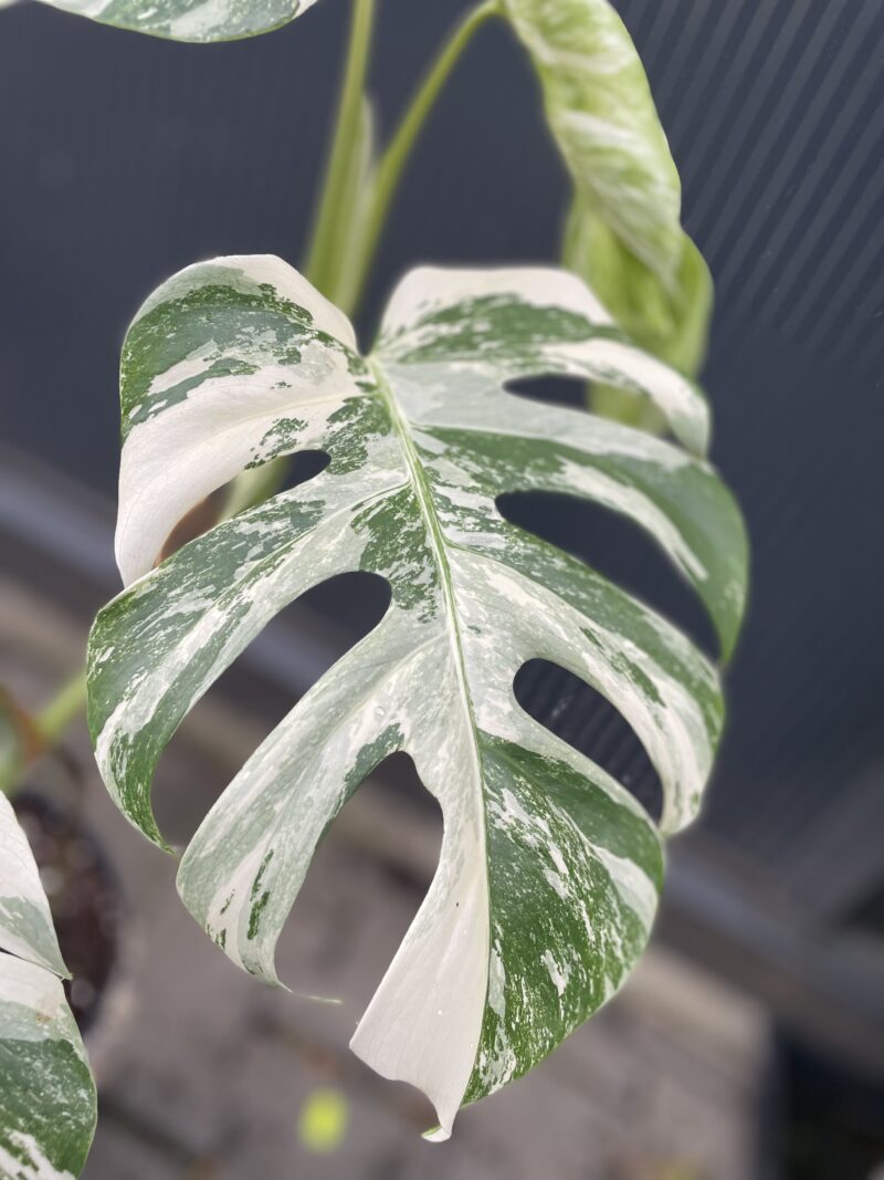 Monstera Variegata 9
